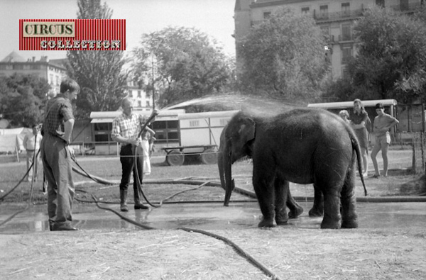 les pachyderme di Cirque Knie  aiment l'eau 