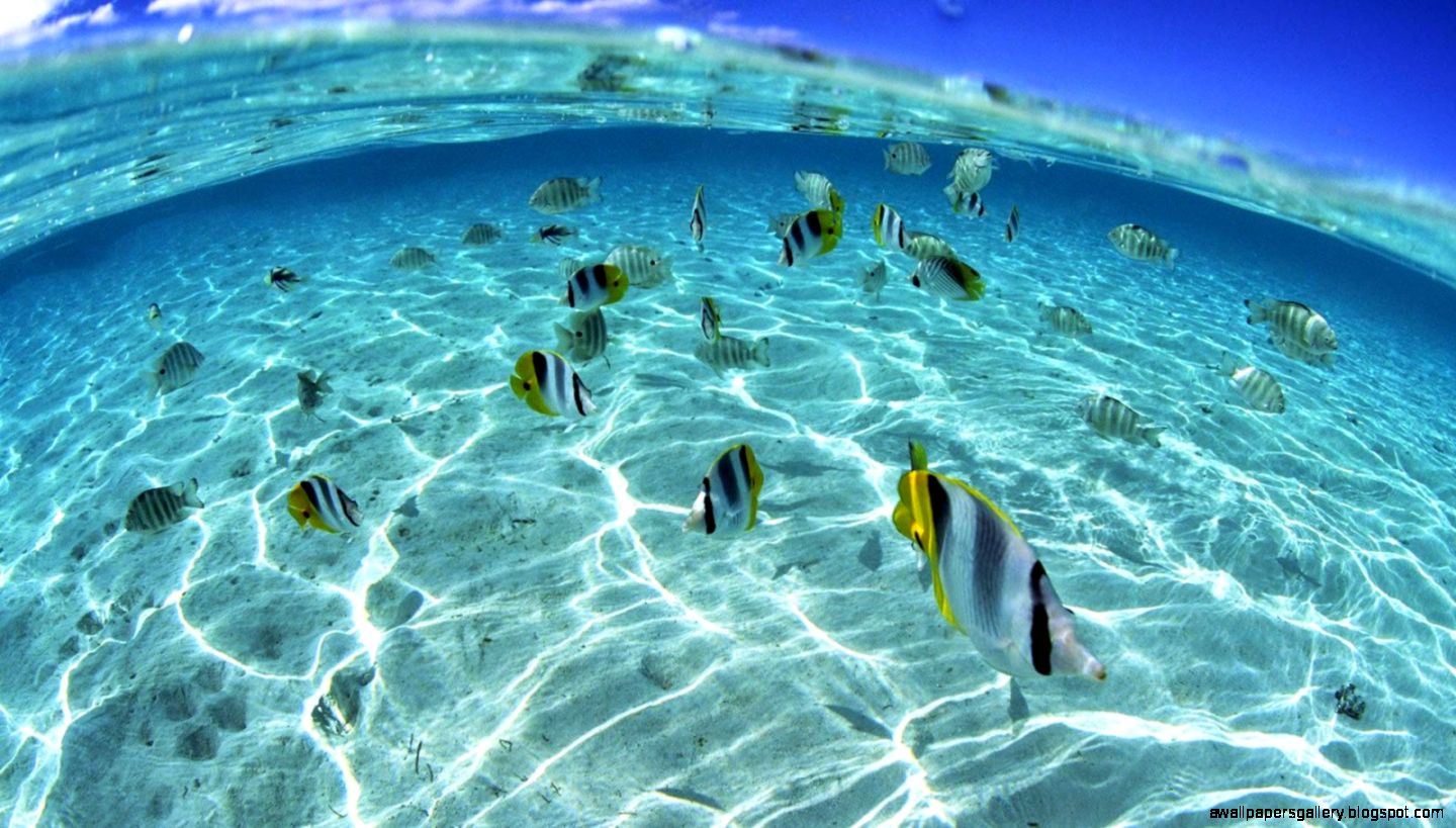 Mac OS X Wallpapers Underwater Wallpaper Hd