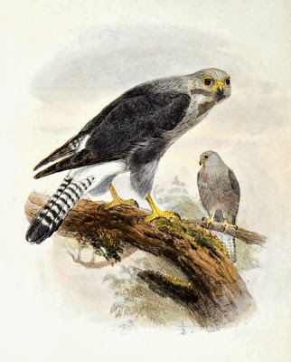 Halcón dorso negro Falco disckinsoni