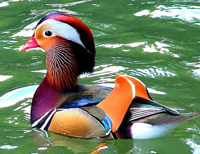 Unusual Colored Animals ~ UNUSUAL THINGs