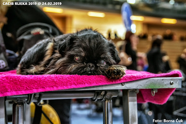 CACIB 2019 međunarodna izložba pasa u Rijeci