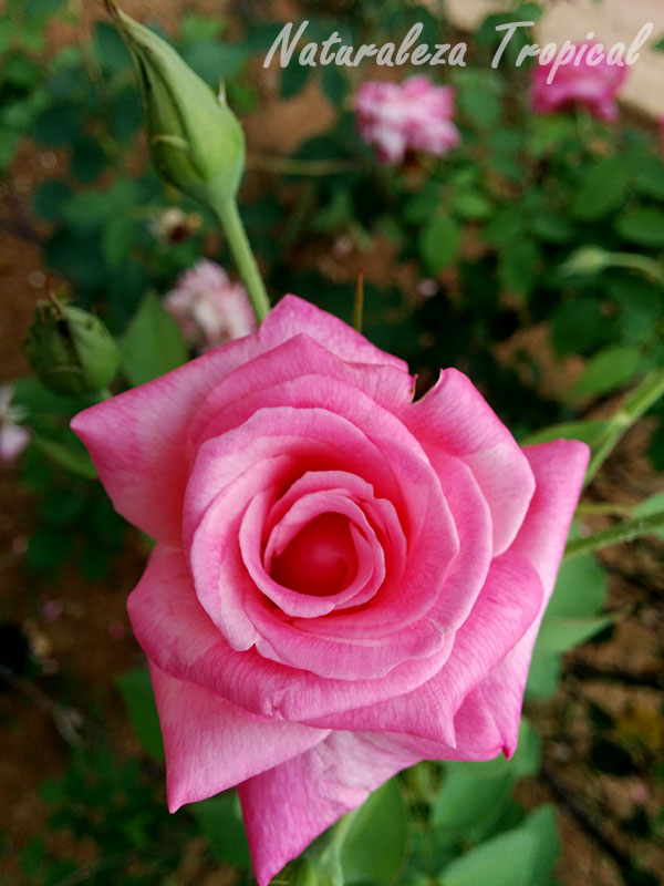 Rosa rosada muy linda