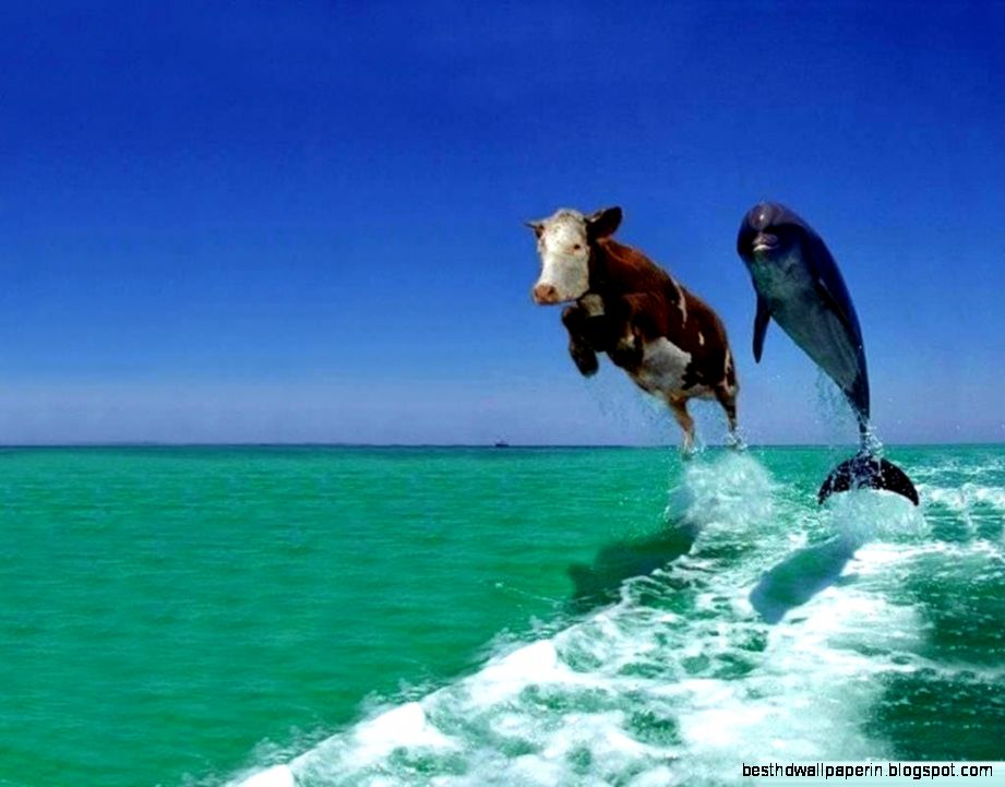 Funny Background Images   Wallpaper HD Wide