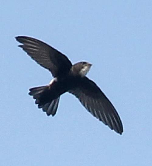 House swift Birds of India Bird World