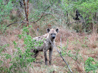 South African hyena