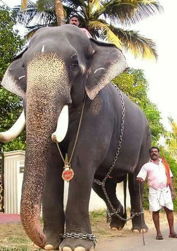 News, Guruvayoor, Kerala, Elephant, Religion, Temple committee, Guruvayoor valiya kesavan, Guruvayoor Valiya Kesavan rate 2.26 lakhs