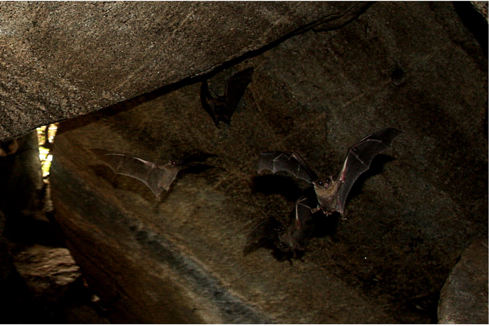 Vietnamese Bats blog