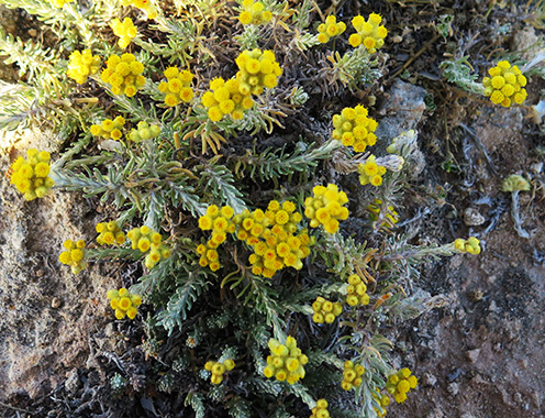 Manzanilla bastarda (Helichrysum stoechas) flor silvestre amarilla