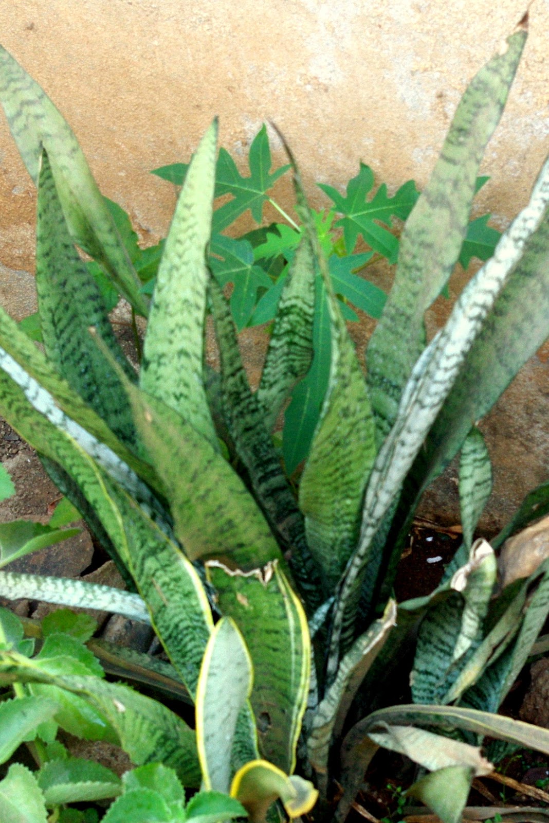 noel autor Snake Plant, a Natural Indoor Air Purifier