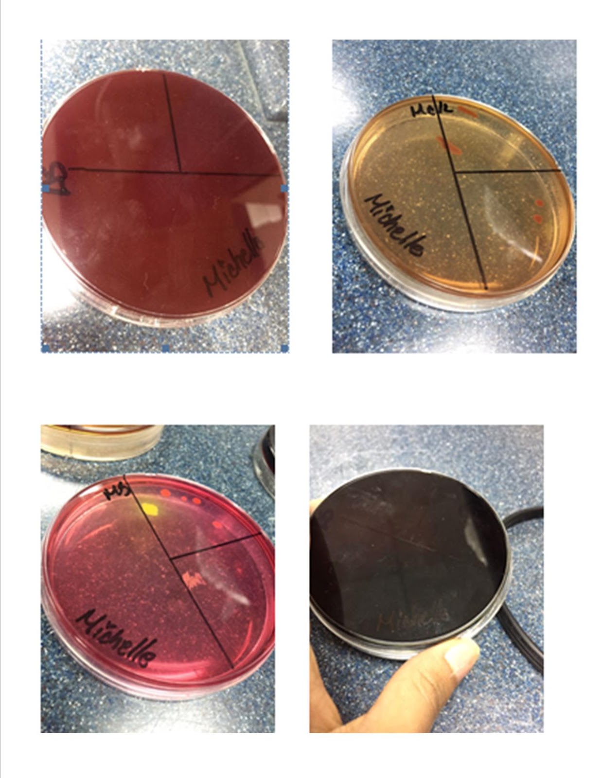 Laboratorio de Microbiologia