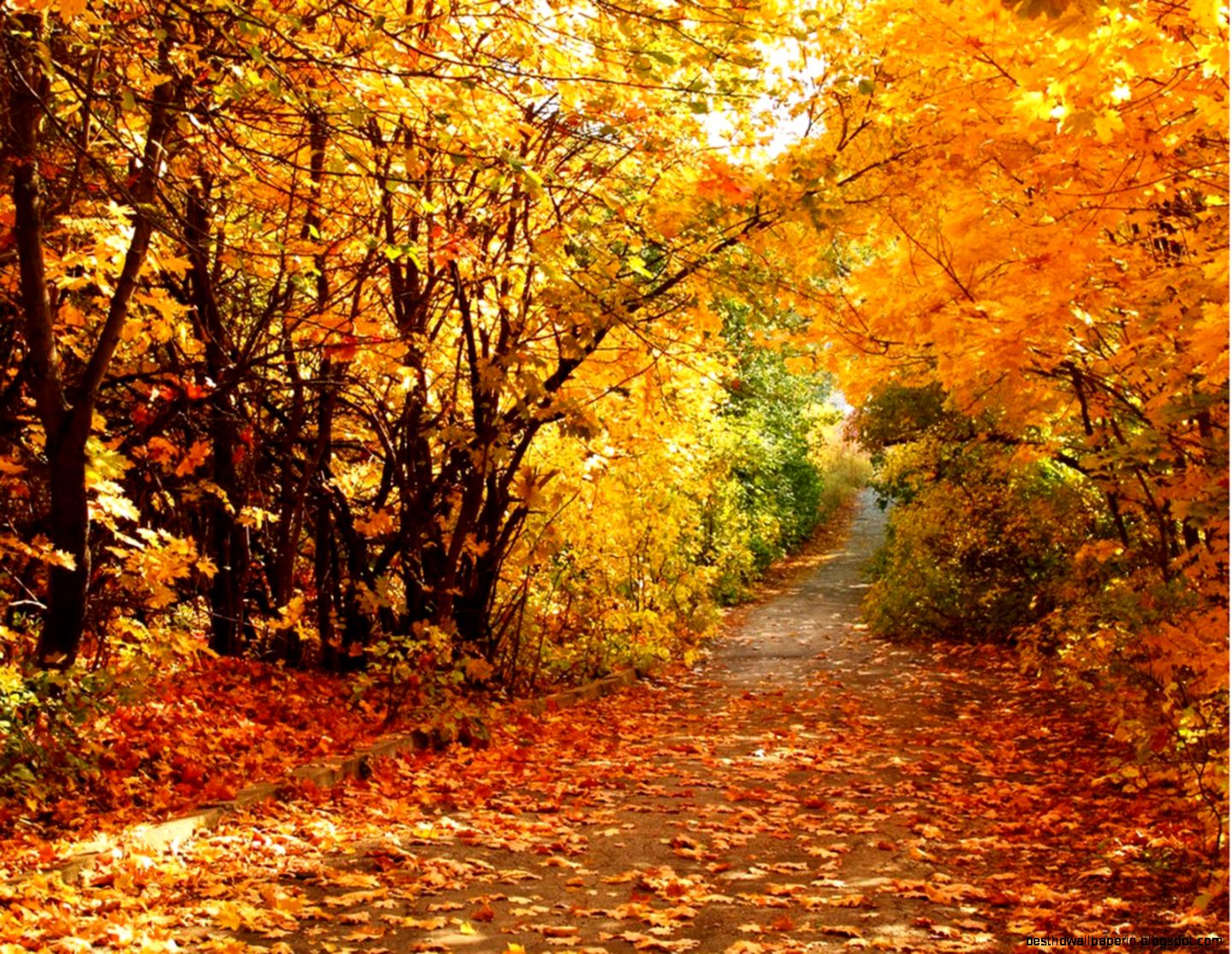 Beautiful Autumn Scenery