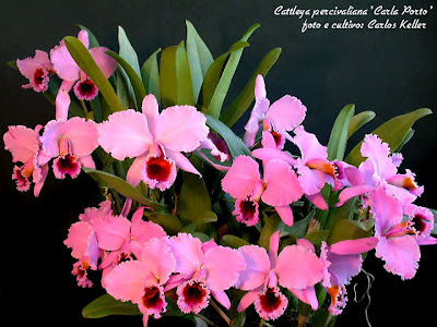 Orquídea Cattleya percivaliana 'Carla Porto'