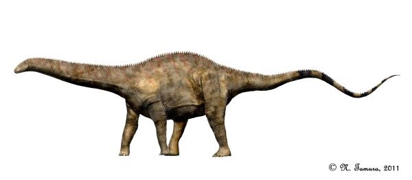rebbachisaurid