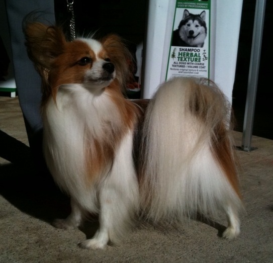 Champion dog grooming