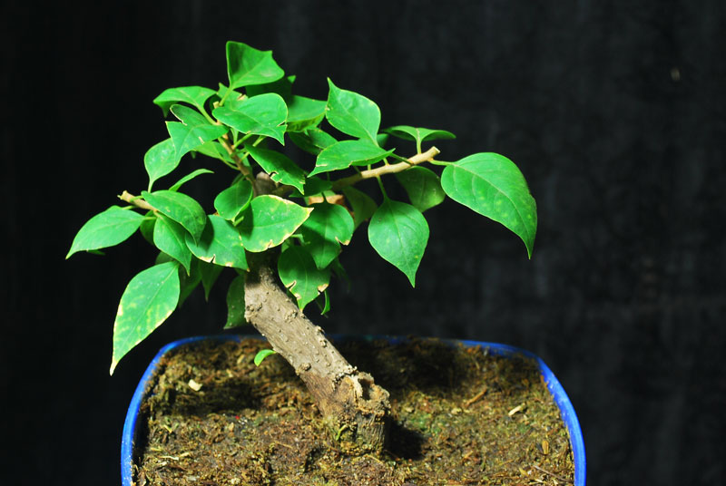 Bogainvillea Cuttings (12) Progression Pictures Bonsai Adventure