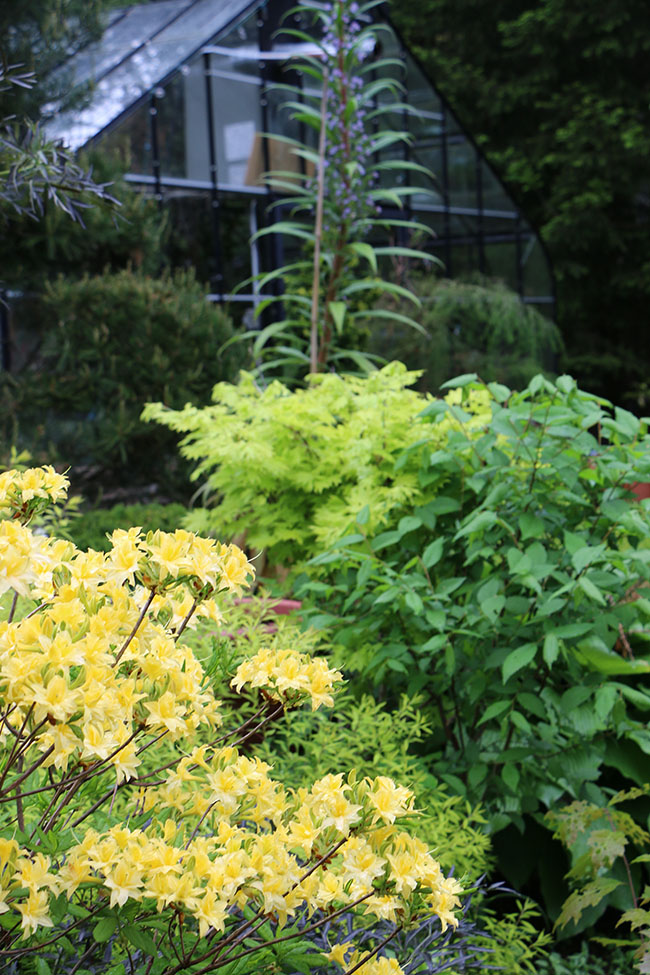 Lilac Shrub Flowers Blooming In Spring Garden Common Lilac