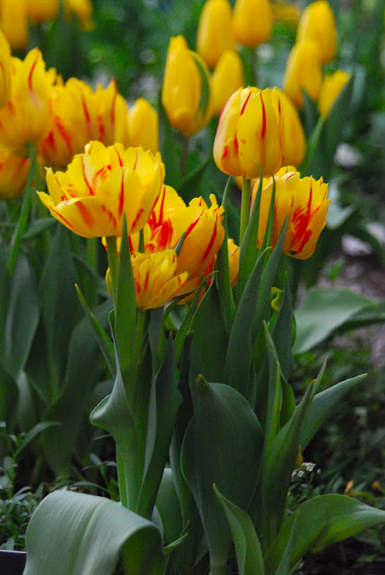 Double early Tulip 'Monsella'