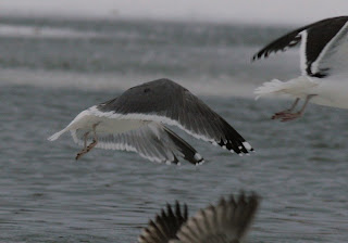  Lesser Black-backed Gull hybrid in flight