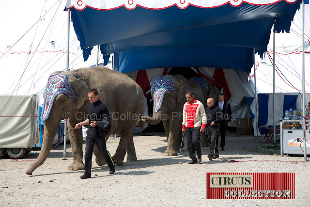 les éléphants du Cirque Knie  sortent de piste 