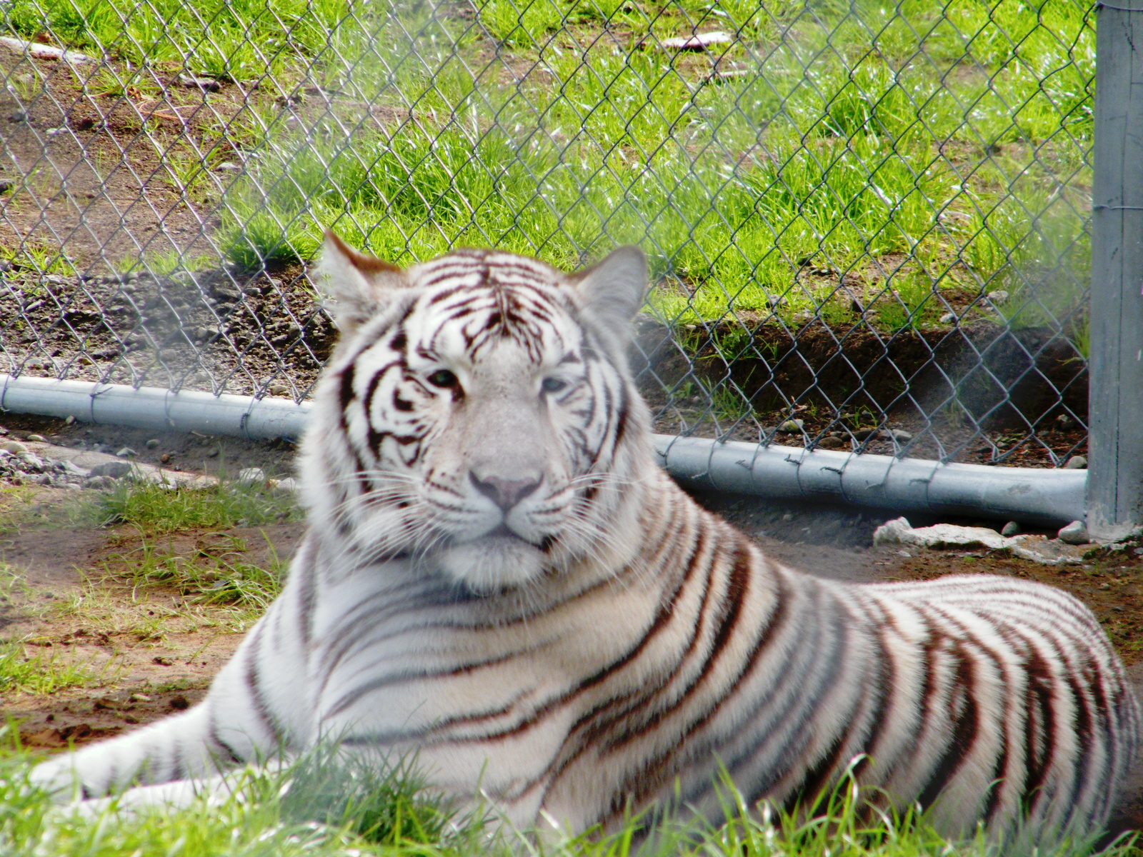 Animal Zoo Life: bengal tiger, Bengal tiger facts,bengal tigers,the