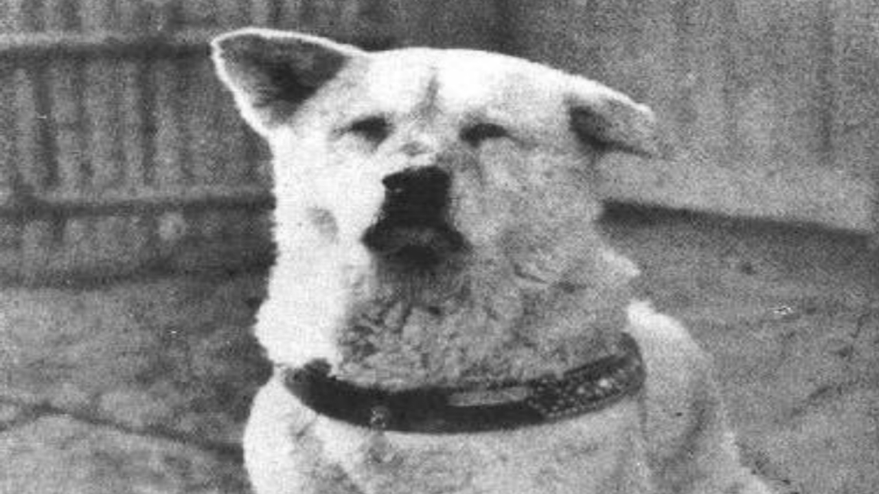 Настоящий хатико. Хатико 1925. Хатико настоящий. Хатико реальная собака. Хатико настоящий фото.