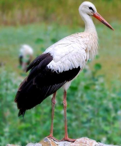 Indian birds - White stork - Ciconia ciconia