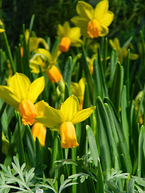 Allan Gardens Conservatory 2014 Spring Flower Show yellow daffodils by garden muses-not another Toronto gardening blog
