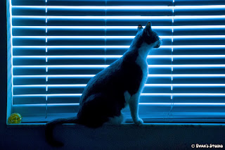 Kingston, a rescue-cat from the Miami Dade Humane Society, peers out the window, between the blinds.