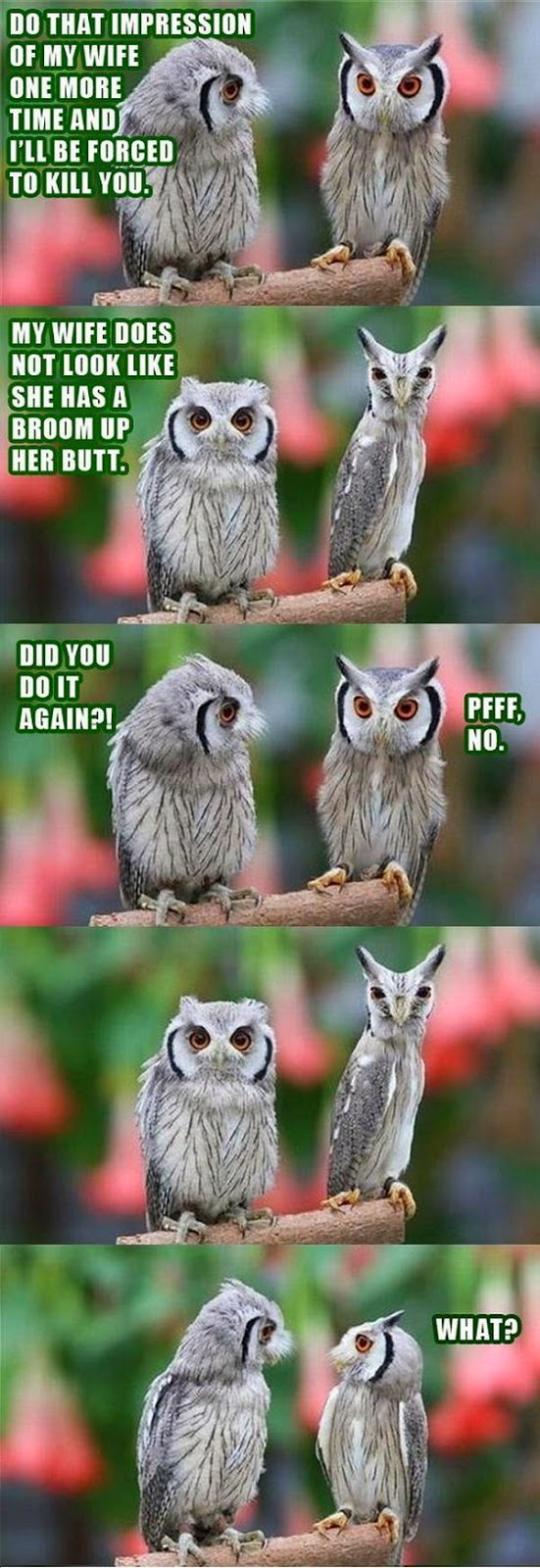 30 Funny animal captions - part 21 (30 pics), captioned animal pictures, owls