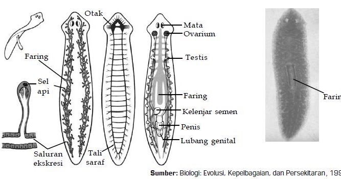 Clasifică nemathelminthes hewan Platyhelminthes kelas cestoda.