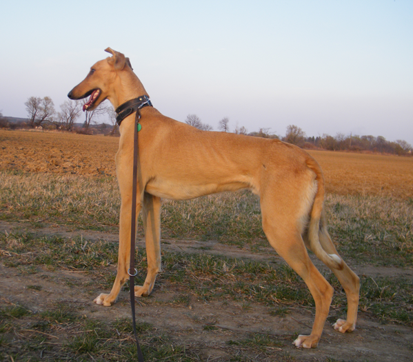 2012_0324hunor0033.png