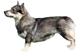 Anjing Ras Swedish Vallhund