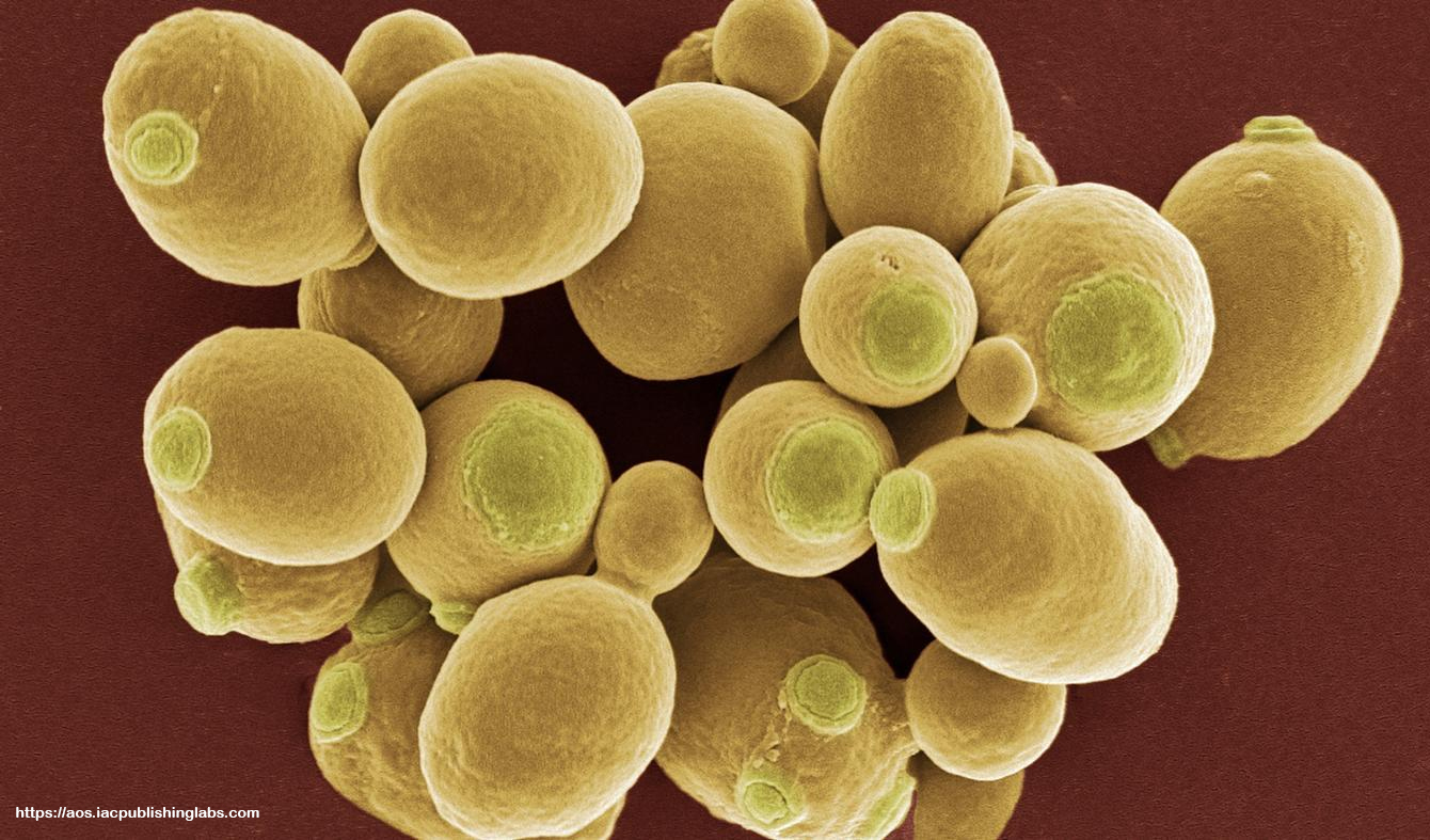 CiriCiri Morfologi Kapang dan Khamir SIAP UJIAN