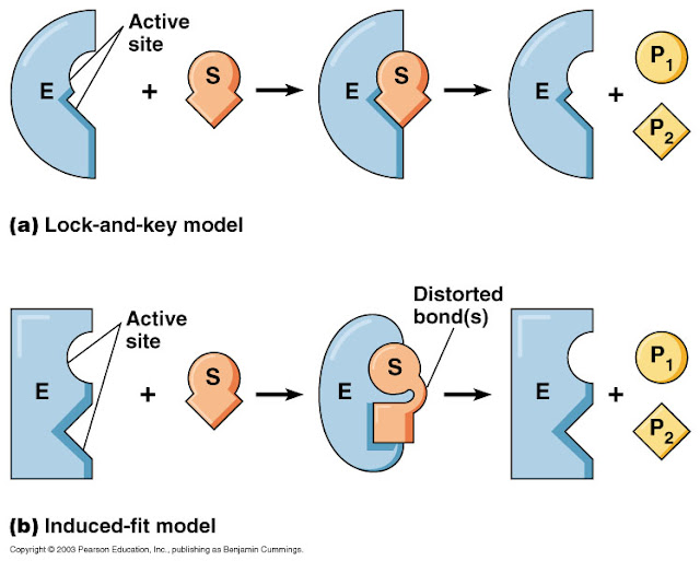 Cara Kerja Enzim Dunia Belajar