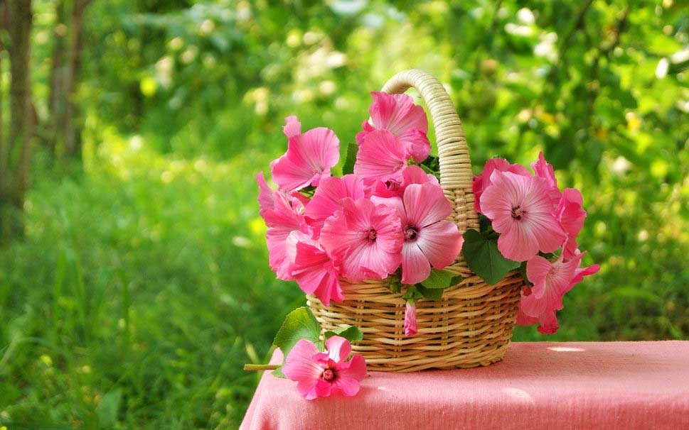 morning-with-pretty-pink-flowers