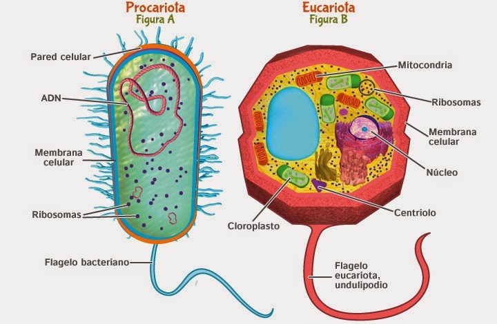 celula procarionte y eucarionte