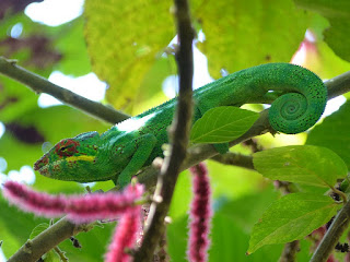 Furcifer pardalis - Caméléon panthère - Endormi Furcifer pardalis - Caméléon panthère - Endormi