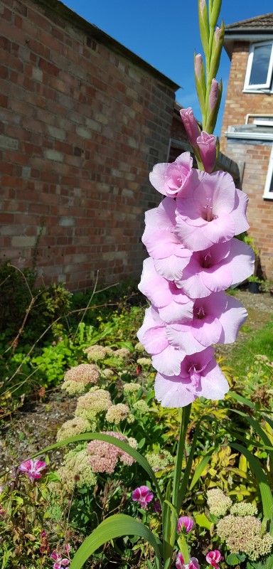 ant to find out more about planting Gladiolus Grandiflorus?  Click to see these impressive flowers in the pink colour Orleans.