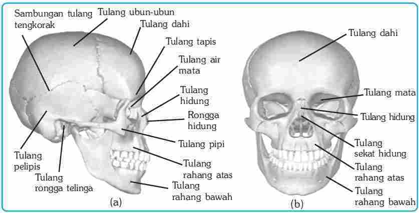 Tulang baji merupakan bagian dari rangka