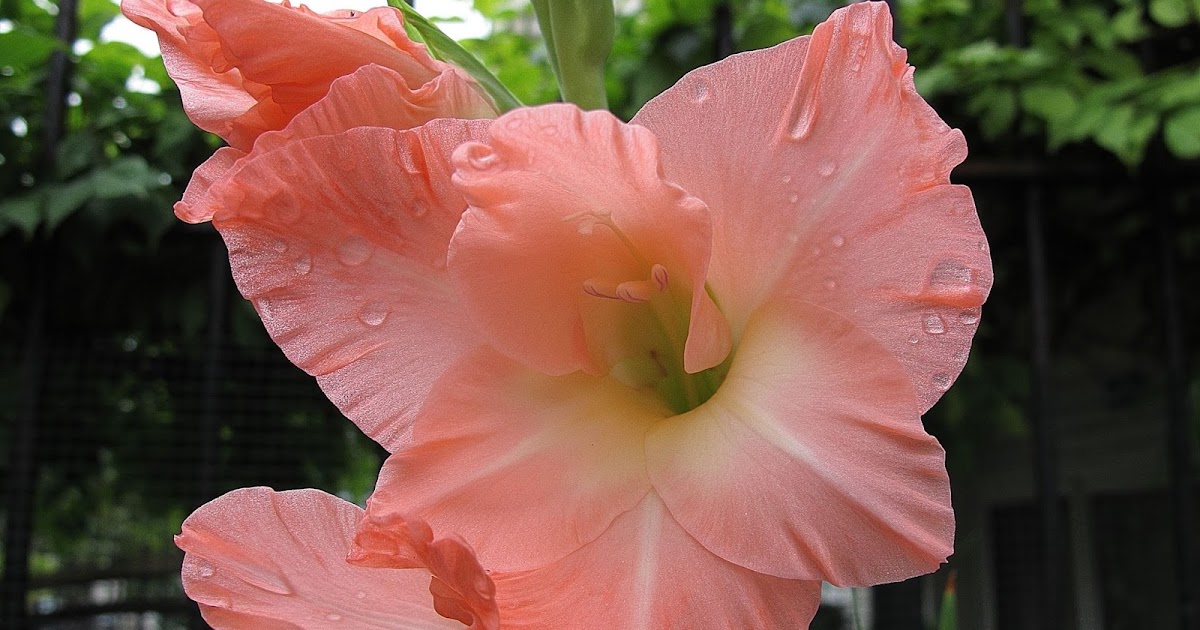 Mieczyk, kwiat waleczny :)