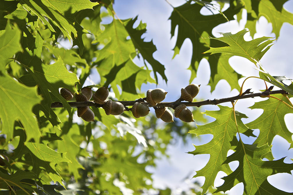 Flora Urbana Le Chêne pédonculé, espèce naturalisée? Flora Urbana Le Chêne pédonculé, espèce naturalisée?