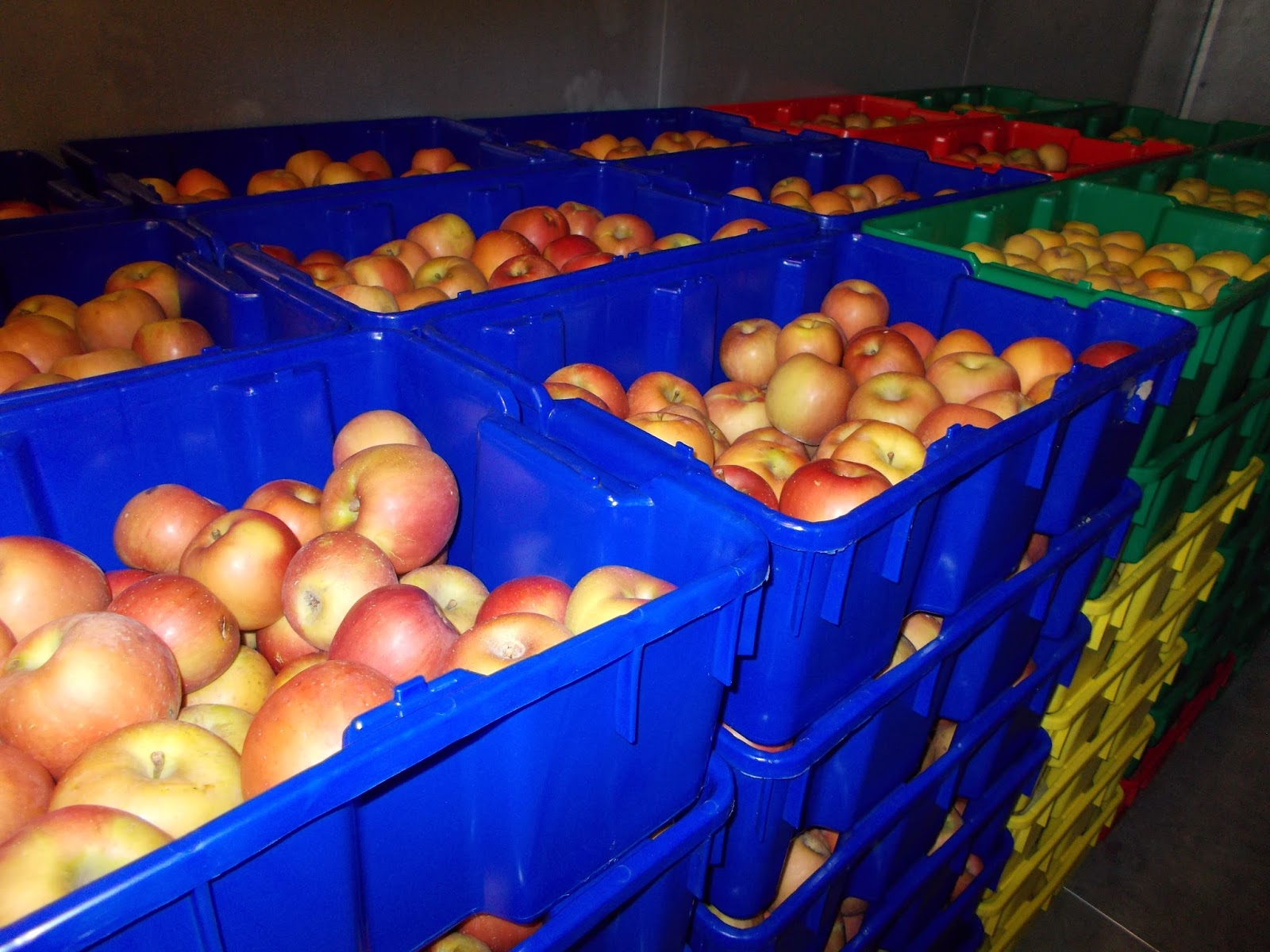 Brenda's Berries & Orchards Many Apples & Pecans for Sale