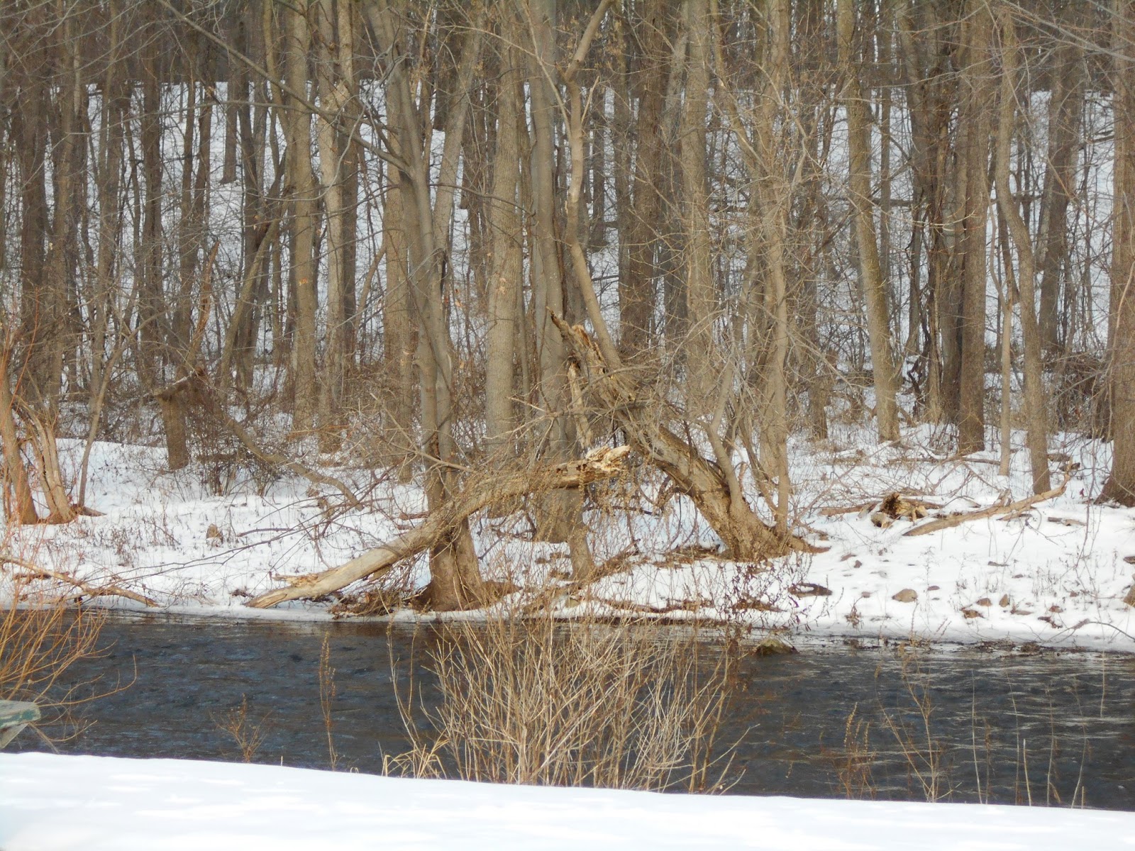 New York State of Mind WINTER STREAM SHORTSVILLE, NY