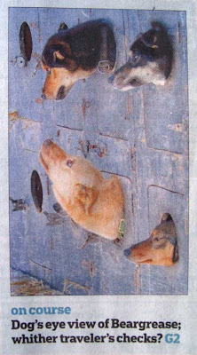 Malamutes and huskies with their heads sticking out of holes in a wall, looking as if they were taxidermied