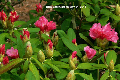 Flowers and buds in red rhododendron, Port Credit, ON