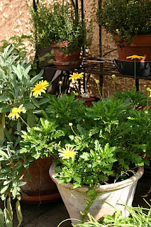 Topfgarten im Herbst mit Goldmargerite