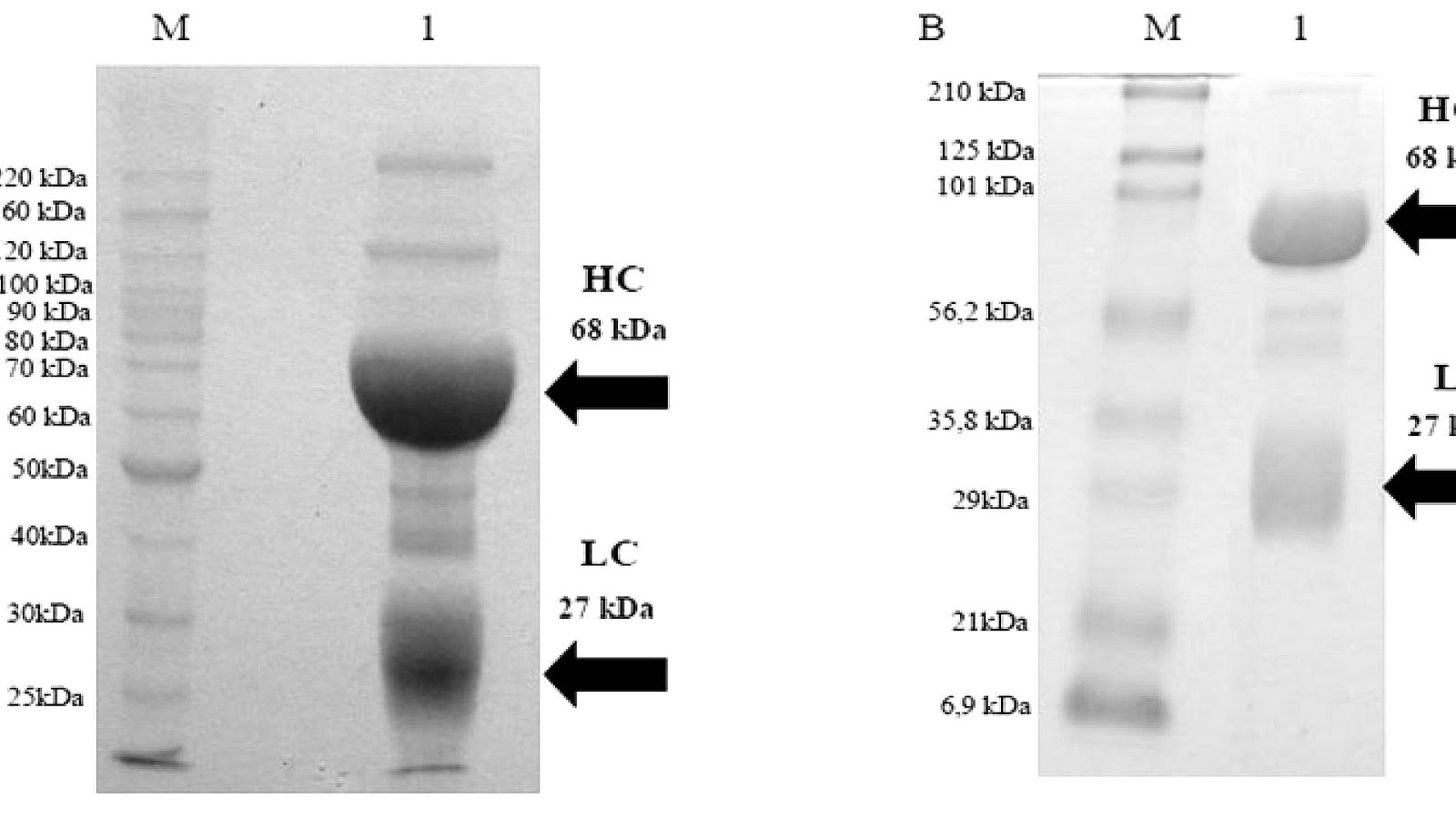 Western Blot Protein Ladder Protein Choices