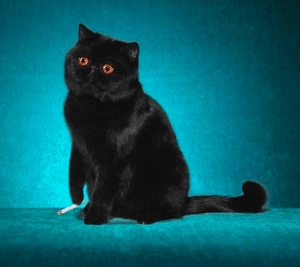 Gambar Animasi Gerak Lucu 12 Gambar Animasi Gerak Lucu 12