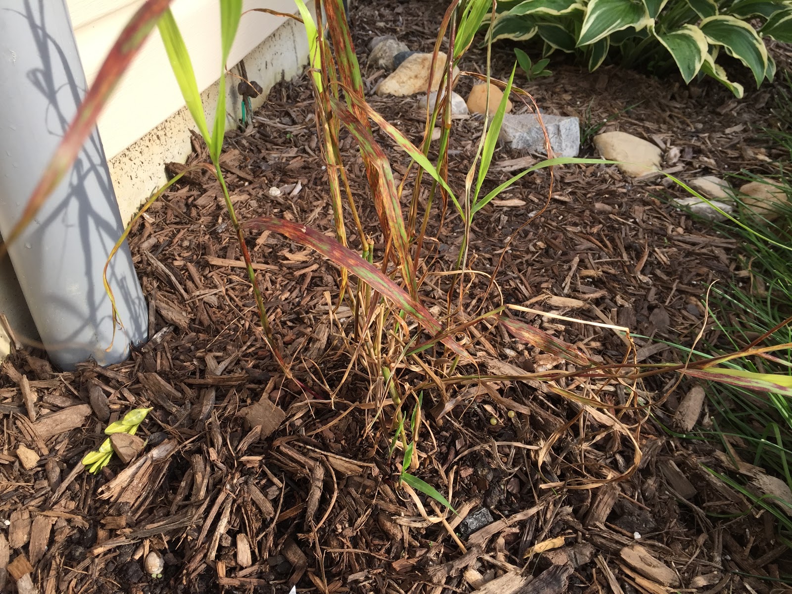 Beechwood Landscape Architecture And Construction Featured Plant
