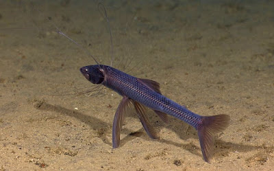 The tripod fish lives deep in the ocean and has special features that affirm creation and defy evolutionary explanations.